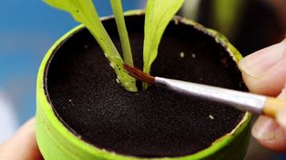 Investigadores lograron controlar plagas de vegetales sin utilizar agroquímicos