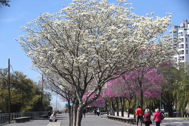 Los diez datos más curiosos de la primavera, que pocos conocen pero todos disfrutan