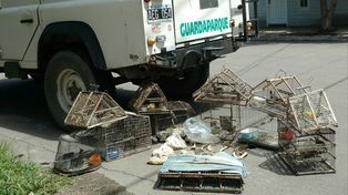 Rescataron veinte aves del tráfico ilegal y ya recuperaron 600 ejemplares este año