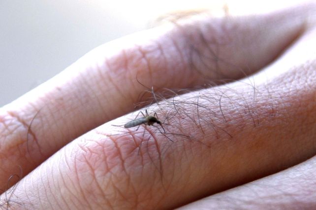 El vector de la enfermedad es el mosquito Aedes aegypti.