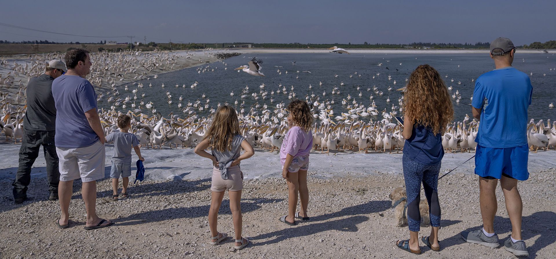 Turistas observan grandes pelícanos blancos en el depósito de agua en Mishmar HaSharon en el valle de Hefer, Israel, el viernes 4 de noviembre de 2022. Miles de pelícanos migratorios se detienen en el depósito para obtener alimentos proporcionados por la autoridad de reservas naturales de Israel mientras avanzan hacia África.