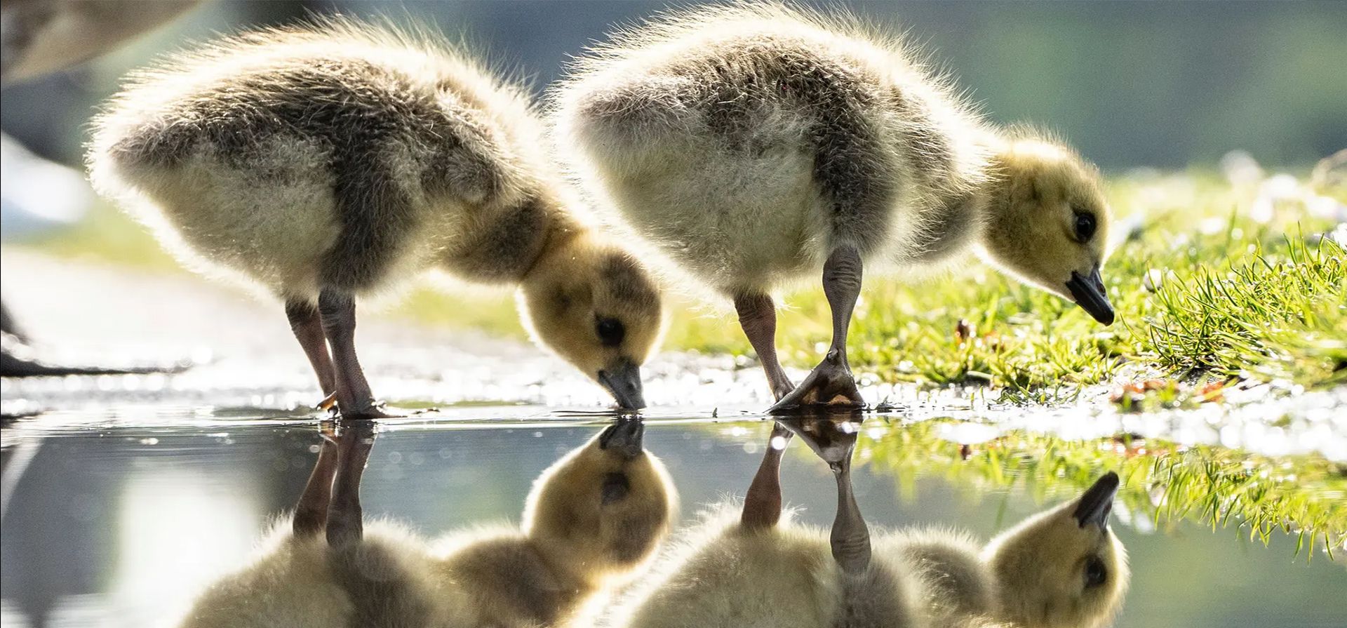 Frankfurt, Alemania. Dos polluelos de ganso de Canadá en las orillas del río Meno. Fotografía: Frank Rumpenhorst/AP