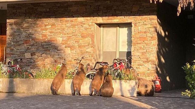 Polémica: carpinchos invadieron las calles del barrio Nordelta