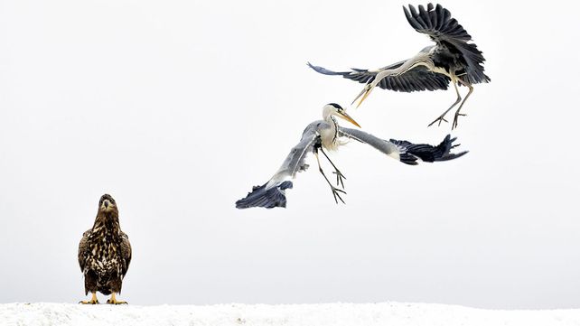 Las mejores fotos de la naturaleza de 2017 premiadas por National Geographic