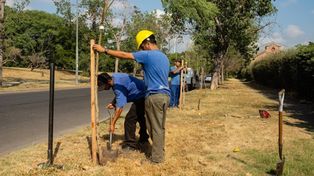 Los seis distritos tendrán nuevos árboles