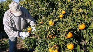 Cosecheros: se estima que solo el 17% trabaja en blanco
