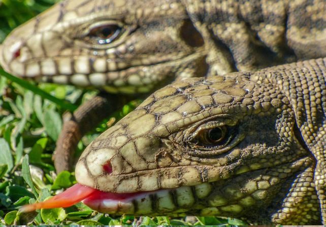Liberaron especies de fauna silvestre en una reserva natural del departamento San Cristóbal