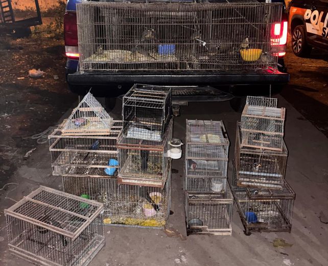 Decomisan más de 50 aves silvestres que se comercializaban ilegalmente en Pérez