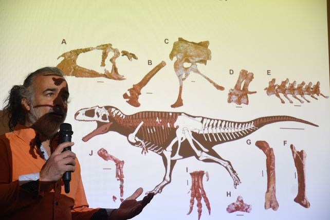 Presentaron en Neuquén el esqueleto hallado de un gran devorador de dinosaurios
