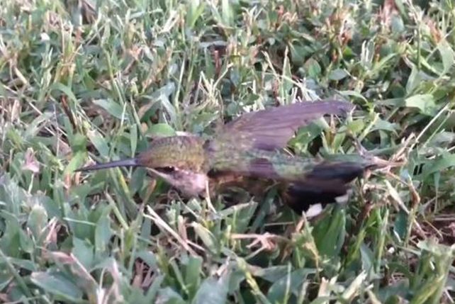 Rescatan a colibrí que quedó pegado al piso con un chicle