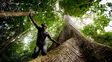 Indígenas brasileños alquilan lotes de la Amazonia a industriales madereros ilegales