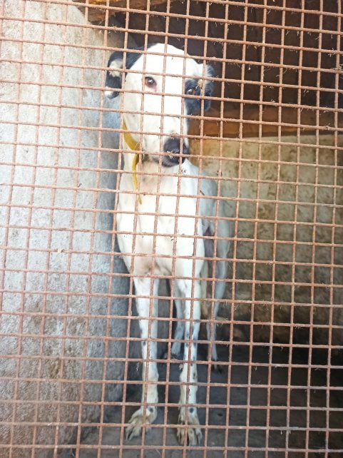 Era un criadero, donde los perros estaban encerrados en pequeñas jaulas.