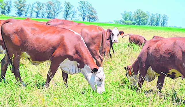 Futuro. Con la llegada de las lluvias los invernadores compran hacienda para feedlot pensando en exportar.