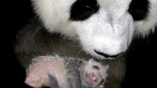 Naci&oacute; un oso panda en Tailandia