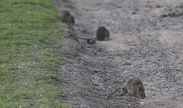 La salida de la temporada de invierno hacia la de primavera-verano produce un aumento de la actividad y movimiento de ratas