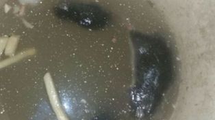 Denunciaron que un restaurante está invadido de ratas y continúa abierto