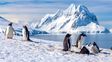 Contar pingüinos en la Antártida: ofrecen hasta 2.500 euros, contrato por 6 meses y jornadas de 9 horas