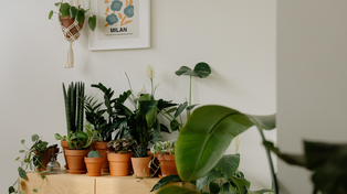 Hay muchas opciones para sumar plantas a espacios interiores.