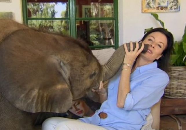 Un elefante bebé se fanatizó con la mujer que lo salvó y la persigue por todas partes