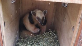 La provincia liberó un oso melero en su hábitat