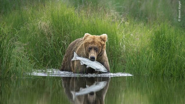 Las imágenes finalistas del Wildlife Photographer of the Year