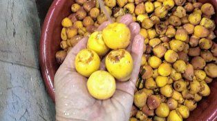 Mejoran el proceso de extracción de jugo del fruto de yatay