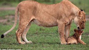 Conmovedoras im&aacute;genes de una leona que rescat&oacute; a su cachorro