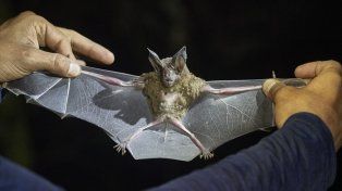Transmisor. El murciélago puede infectar frutas a través de orina o saliva.