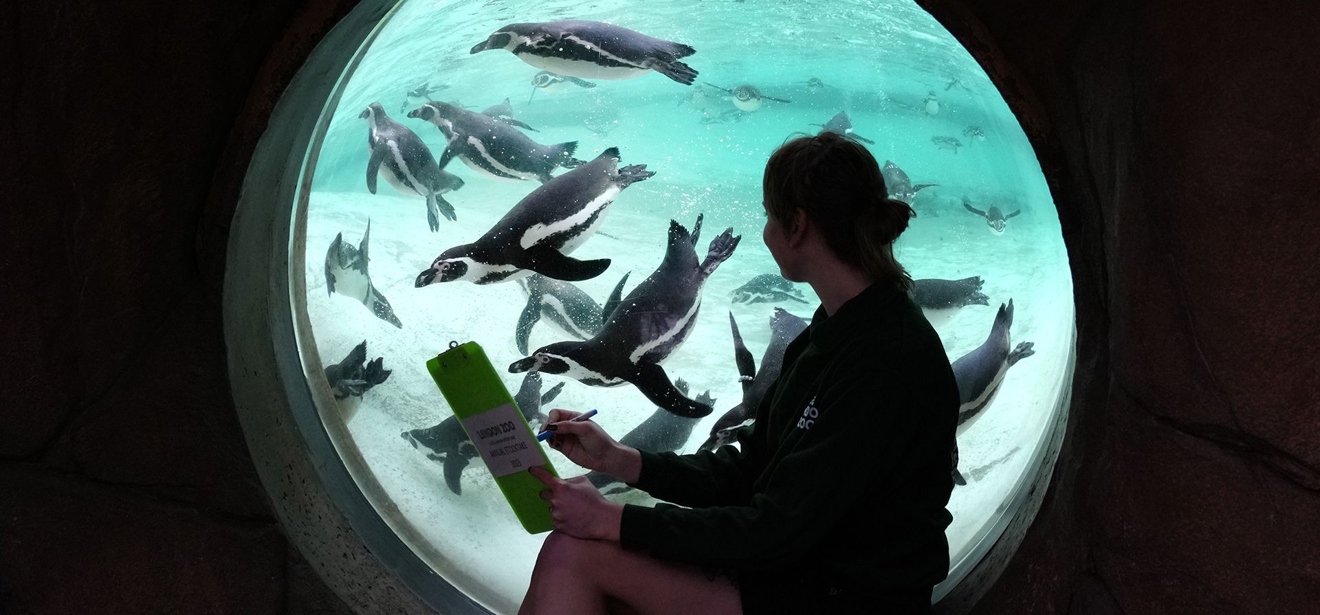 Pingüinos de Humboldt son contados durante el inventario anual en el Zoológico de Londres en Londres, el martes 3 de enero de 2023. Al cuidar de más de 500 especies diferentes, los cuidadores del zoológico comenzarán el nuevo año contando cada mamífero, ave, reptil, pez e invertebrado. en el zoológico, desde gorilas hasta tortugas. (Foto AP/Kirsty Wigglesworth)