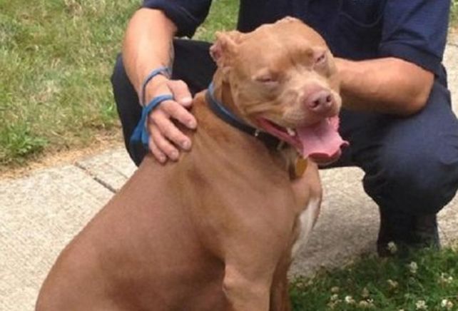 Perro salvó a un chico sordo de morir asfixiado cuando se incendiaba su casa