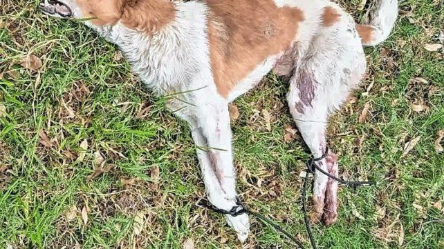 Conmoción por el hallazgo de un perro sin vida y atado en Gualeguay.
