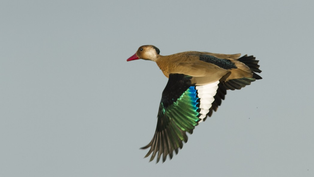 Ejemplar de pato cutirí, una de las especies que no está permitida cazar en Santa Fe.