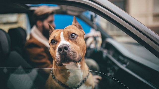 Córdoba exigirá una licencia y seguro a los dueños de los perros peligrosos