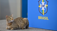 Qué es la maldición del gato que volvió a perseguir a Brasil tras quedar afuera del Mundial