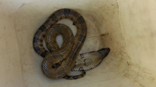 Abrieron una encomienda y se encontraron con una sorpresa: era una serpiente