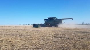 La cosecha de trigo en el centro norte de Santa Fe alcanzó una producción de 810 mil toneladas