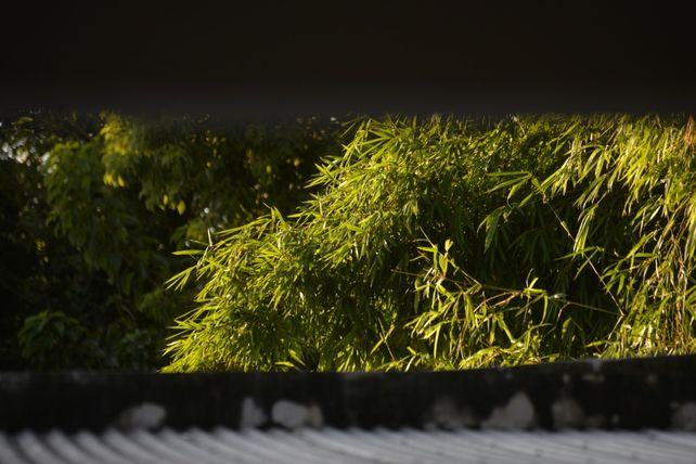 Las plantas se ponen contentas con la lluvia el sol.&nbsp;