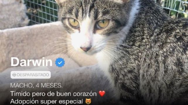 El famoso Tinder para gatos se viralizó en Instagram&nbsp;