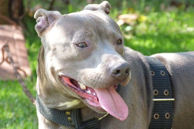 Entre Ríos: un perro de raza pitbull atacó y mató a una niña de dos años
