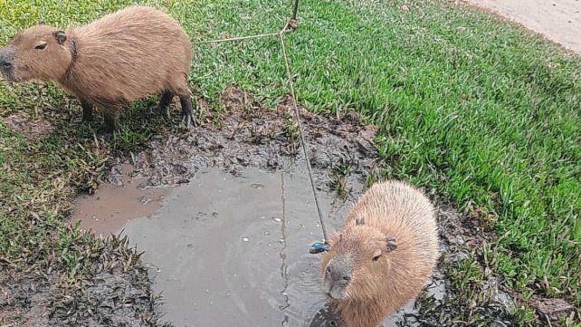 Los carpinchos fueron hallados en la vereda de una vivienda en Sauce Viejo.