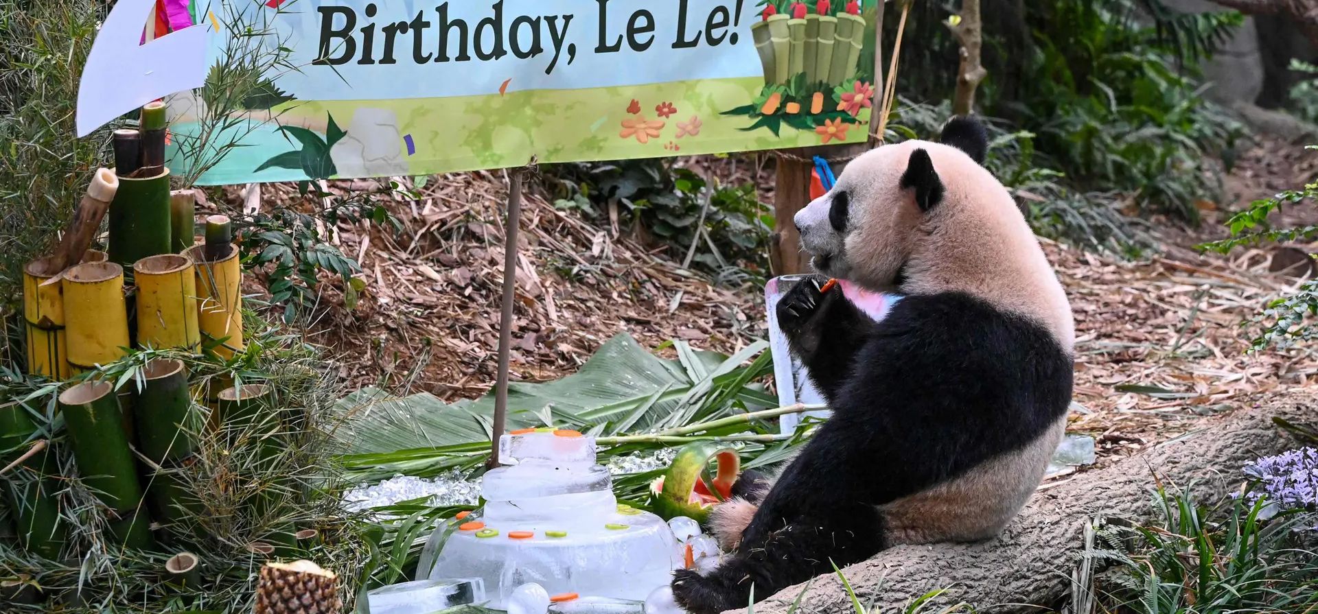 Singapur. Le Le, el primer panda gigante nacido en Singapur, se alimenta con comida recibida con motivo de su segundo cumpleaños en la exhibición del bosque de panda gigante River Wonders en la reserva de vida silvestre Mandai. Fotografía: Roslan Rahman/AFP/Getty Images Singapur. Le Le, el primer panda gigante nacido en Singapur, se alimenta con comida recibida con motivo de su segundo cumpleaños en la exhibición del bosque de panda gigante River Wonders en la reserva de vida silvestre Mandai. Fotografía: Roslan Rahman/AFP/Getty Images