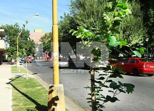 En 2013 se plantaron más de 6.400 árboles en distintos puntos de la ciudad