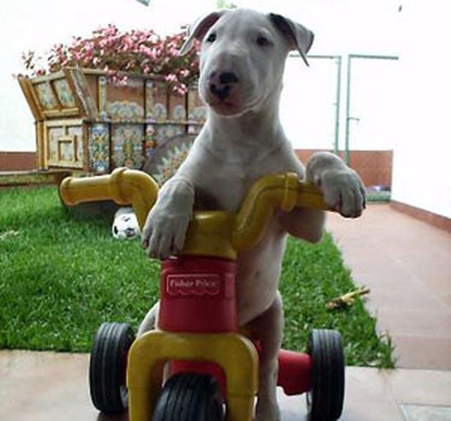 Adiós al mito de que los perros cumplen siete años cada doce meses