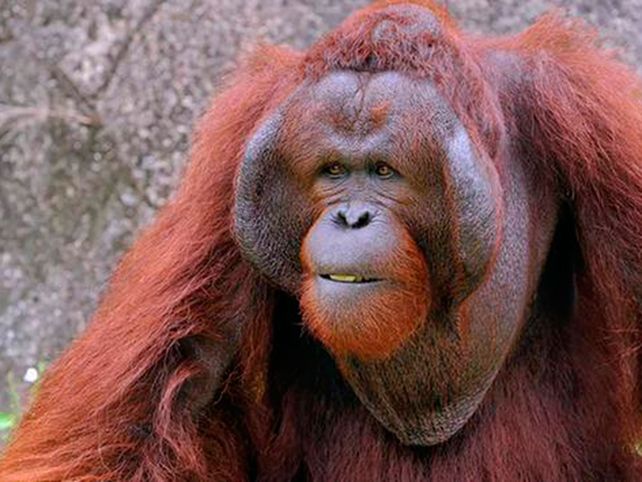 Así se porta este orangután con una embarazada
