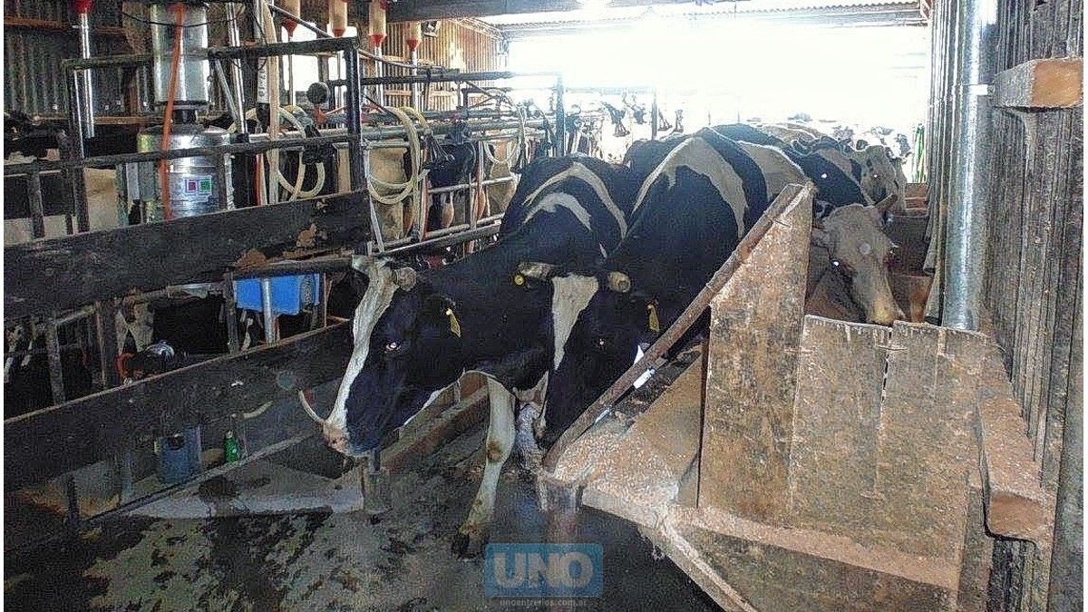 Tamberos entrerrianos redoblan los esfuerzos con la llegada del frío