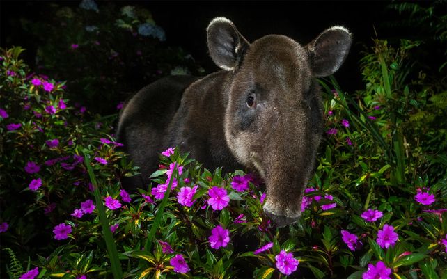 Peek-a-boo. Photo by Michiel Van Noppen, Holanda