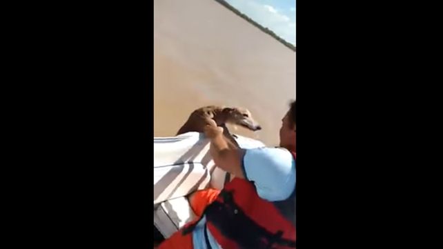 Así rescataron un perro que había sido arrojado al río Paraná