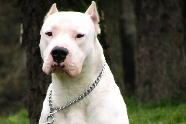 Alassia: 300 chicos fueron atendidos por mordeduras de perros