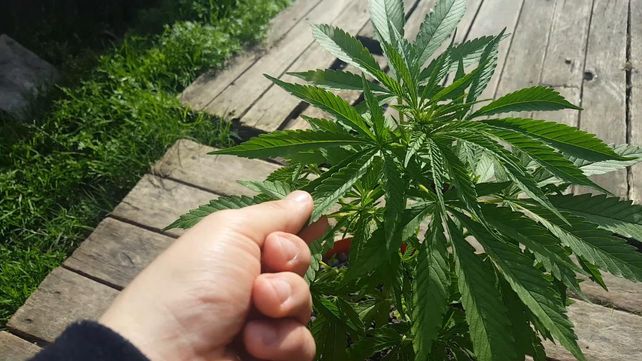 El Poder Ejecutivo promulgó la ley de uso medicinal de la planta de  cannabis