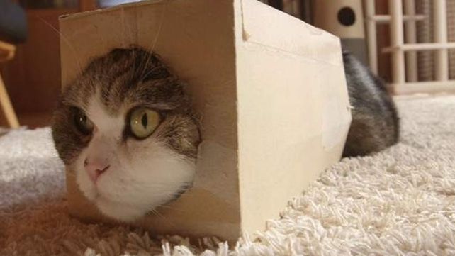 El gato Maru es el animal más visto en la historia de YouTube